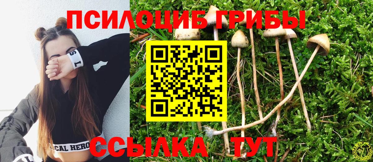 Псилоцибиновые грибы Psilocybe  Вход с VPN  Тимашёвск 